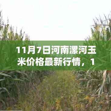河南漯河玉米最新行情与励志成长之旅，自信与成就感的收获之路